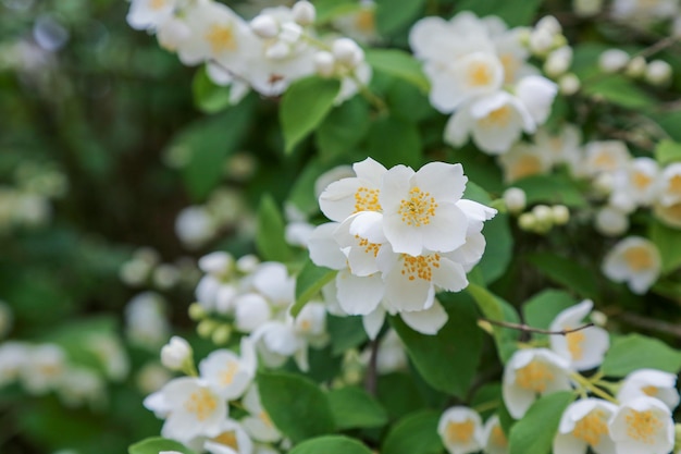 Philadelphus lewisii Lewis39s Mockorange fragantes flores blancas Foto de alta calidad