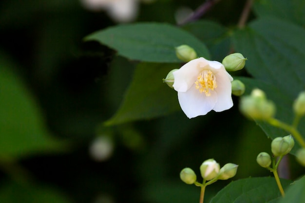 Philadelphus Sie werden Mockorange in Anlehnung an ihre Blüten genannt, die in wilden Arten denen von Orangen und Zitronen etwas ähnlich sehen