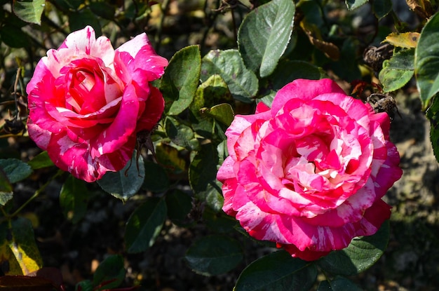 Philatelie flor rosa no jardim