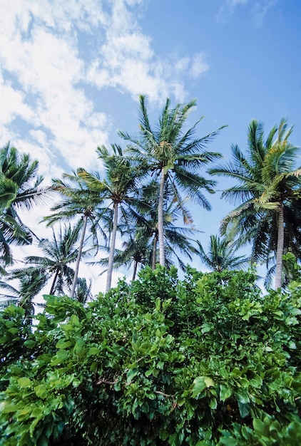 PHILIPPINEN, Insel Dakak, Kokospalmen und tropische Vegetation – FILM-SCAN