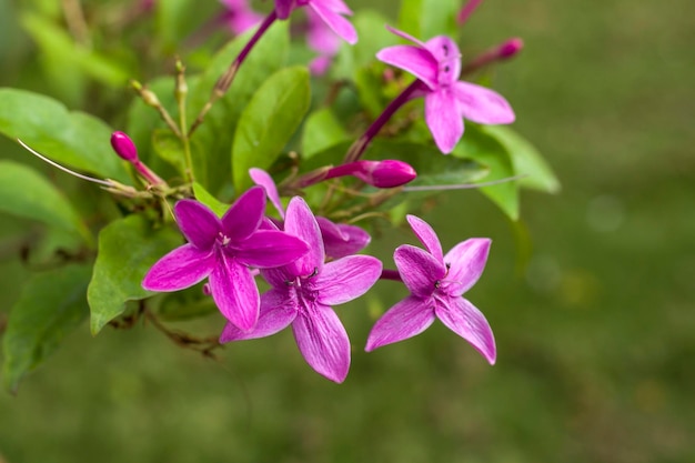 Foto philippineviolet tropical kanakaambaram barleria cristata (en inglés)