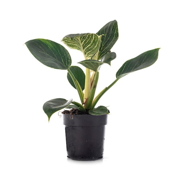 Philodendron Birkin