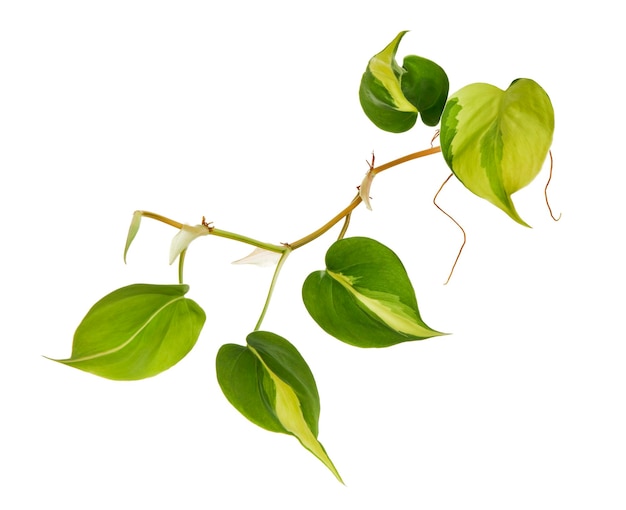 Philodendron Brasil deja la planta Philodendron hederaceum aislada sobre fondo blanco