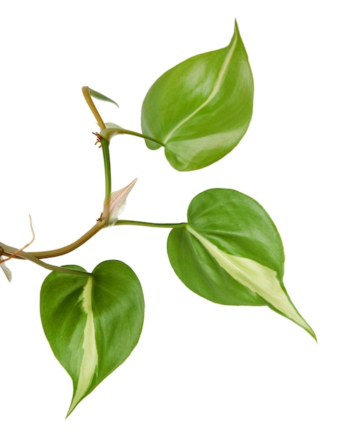 Philodendron Brasil deja la planta Philodendron hederaceum aislada sobre fondo blanco