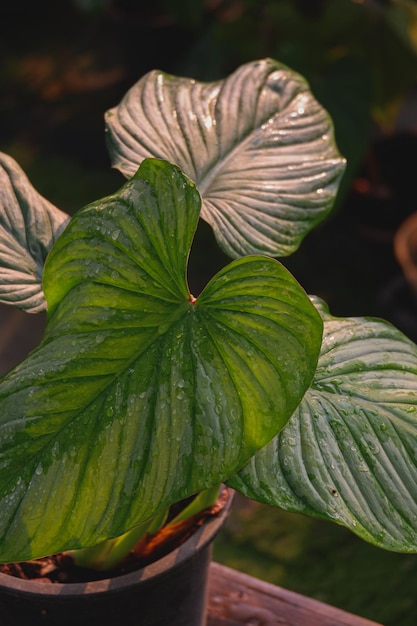 Philodendron mamei nube plateada primer plano blanco desenfoque fondo verde casa verde planta papel tapiz