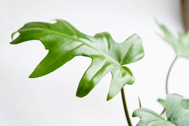 Philodendron Mayo en el interior de la casa Hojas talladas de una planta de interior en una maceta