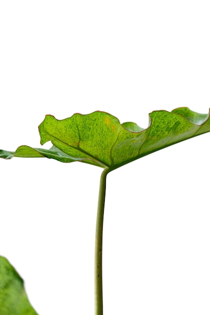 Philodendron paraíso verde es una planta de interior sobre fondo blanco.