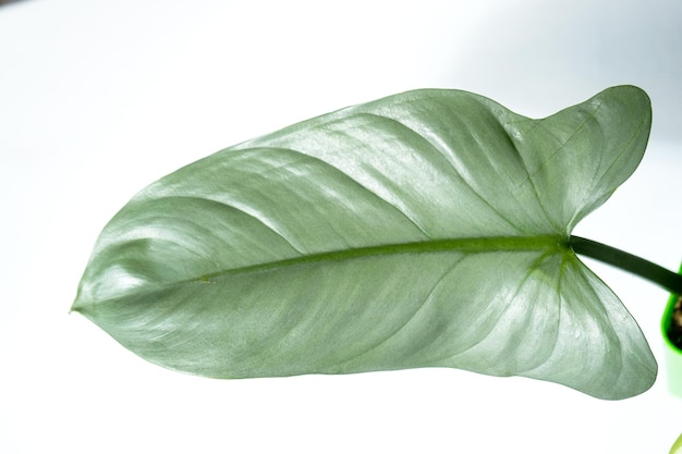 Philodendron Silver Queen closeup no interior Houseplant Crescendo e cuidando de plantas de interior