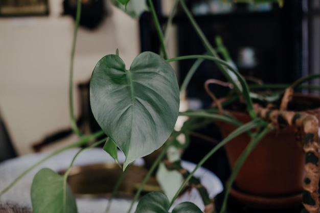 Philodendron skandens oder Philodendron cordifolia Zimmerpflanze, die vertikal wächst