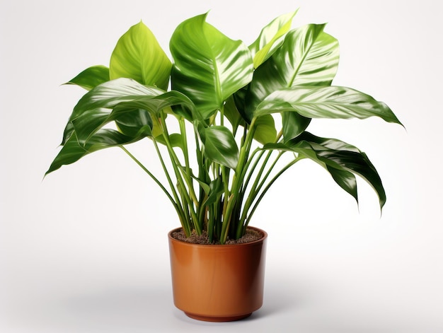 Philodendron Studio Shot isolado em fundo claro IA generativa