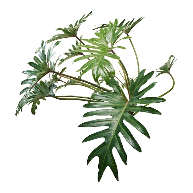 Philodendron Xanadu, folhas de Xanadu isoladas no fundo branco, com traçado de recorte