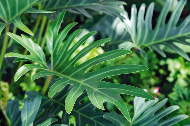 Philodendron xanadu no jardim