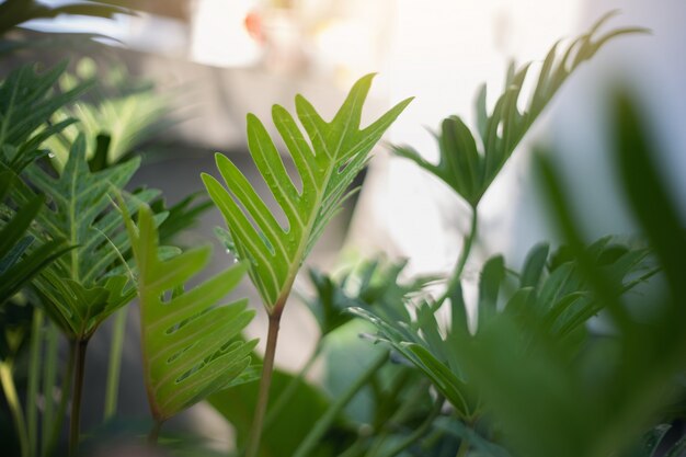 Philodendron xanadu planta en el jardín