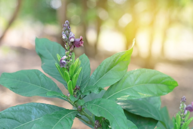 Phlogacanthus Pulcherrimus-Blume mit dem Blattgrün. Dee Plaa Bande.