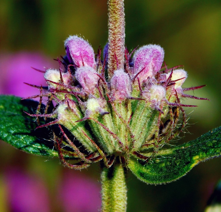 Foto phlomis herbaventi popularmente aguanieve o hierba voladora es una especie perteneciente a la familia lamiaceae