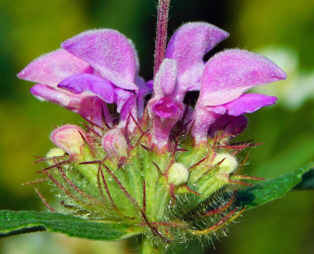 Phlomis herbaventi