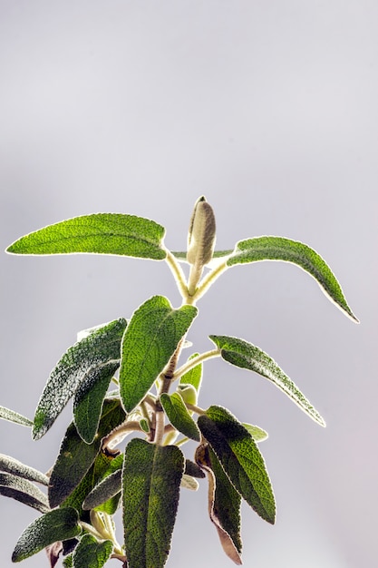 Foto phlomis roxo (phlomis purpurea)