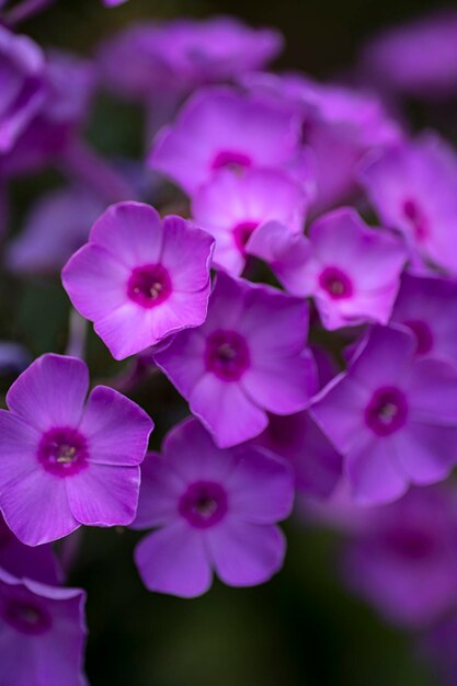 Phlox-Blume. Blume von großer Anmut. Wunderschöne Gartenblume