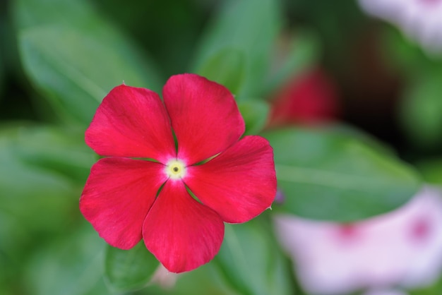 Phlox-Blumen abstrakte Nahaufnahme eines roten Phlox-Blütenstandes. Blumen blühen im Garten. Blumen