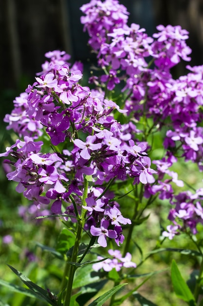 Foto phlox-blumen-nahaufnahme im sommerpark