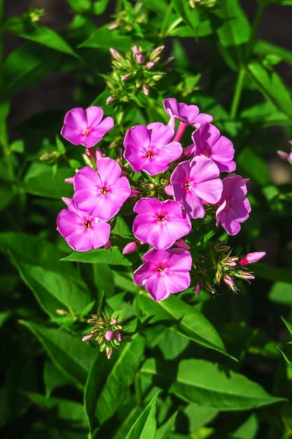 Phlox-Blumen wachsen auf einem Bett im Gartenanbau von Blumenkonzept