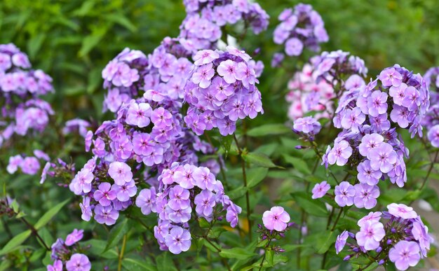 Phlox-Blumen wachsen im russischen Fernen Osten