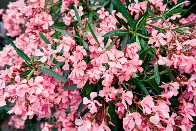 Phlox bush floreciendo con flores rosas