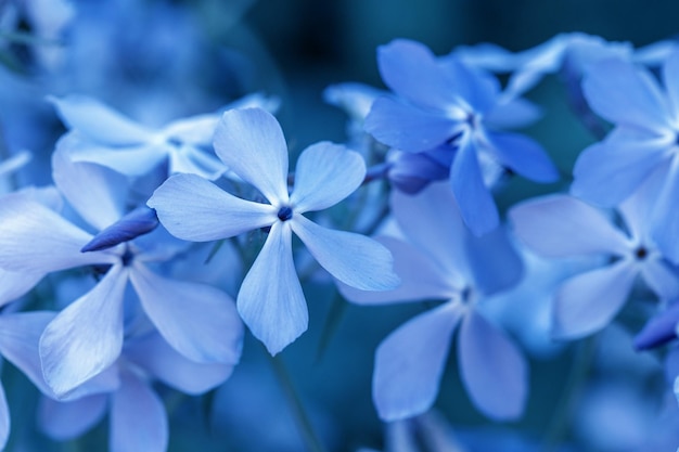 Phlox divaricata salvaje dulce william arbolado phlox phlox azul salvaje