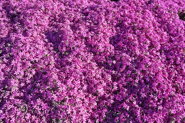 Phlox, fondo de textura de flores de primavera púrpura.