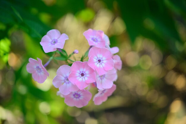 Phlox de jardín (Phlox paniculata), vívidas flores de verano. Ramas florecientes de phlox en el jardín.
