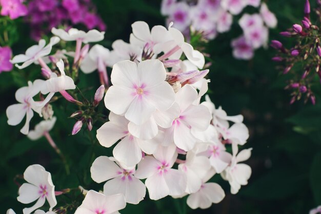 Phlox paniculata blüht an einem sonnigen Tag in einem Garten