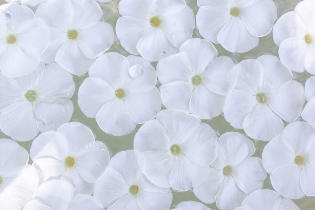 Phlox paniculata sobre agua, textura y fondo de flores Phlox paniculata