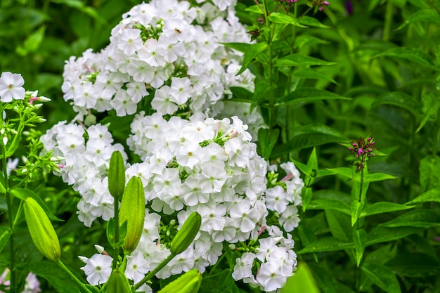 Phlox paniculata. Weiße Blumen, die in der Wiese auf einem grünen Grashintergrund blühen