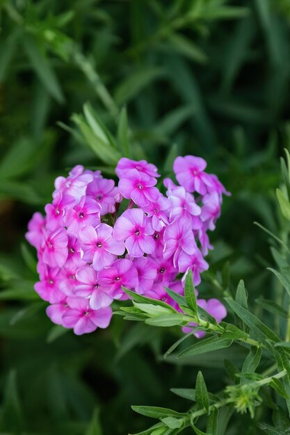 Phlox paniculate flor rosa no projeto do jardim