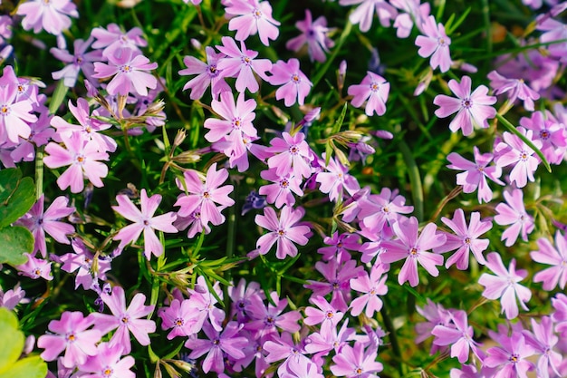 Phlox subulata lindas flores lilás planta de jardim ornamental