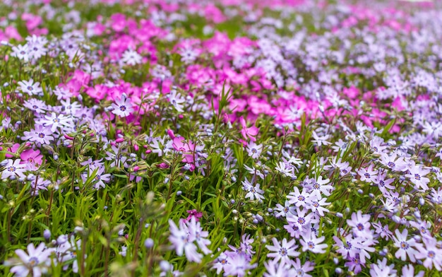 Foto phlox subulata rosa. fondo de flores phlox subulata.