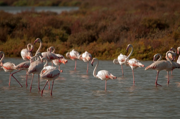 Phoenicopterus roseus - Der gemeine Flamingo ist eine Art phoenicopteriformer Vogel