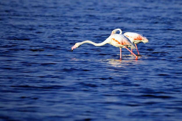 Phoenicopterus roseus - der gemeine Flamingo ist eine fenicopteriforme Vogelart.