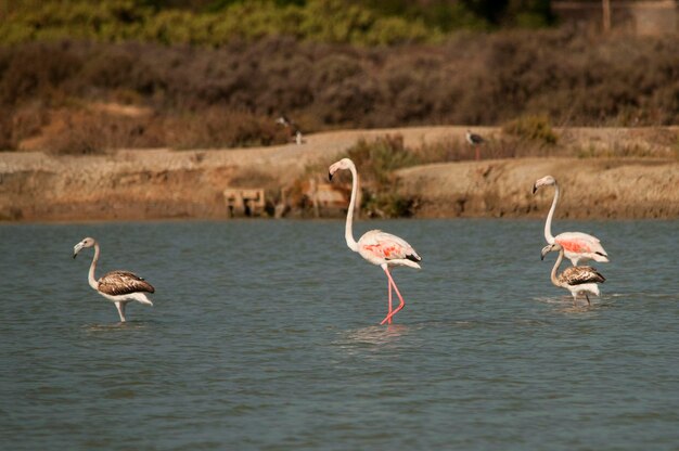 Phoenicopterus roseus - El Flamenco comn es una especie de fenicopteriforme.