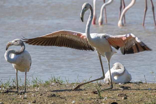 Phoenicopterus roseus es un flamenco rojo común en aiguamolls emporda girona españa