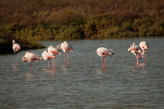 Phoenicopterus roseus - El flamenco común es una especie de ave fenicopteriforme