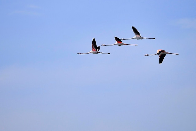 Phoenicopterus roseus - O flamenco comn é uma espécie de fenicopteriforme.