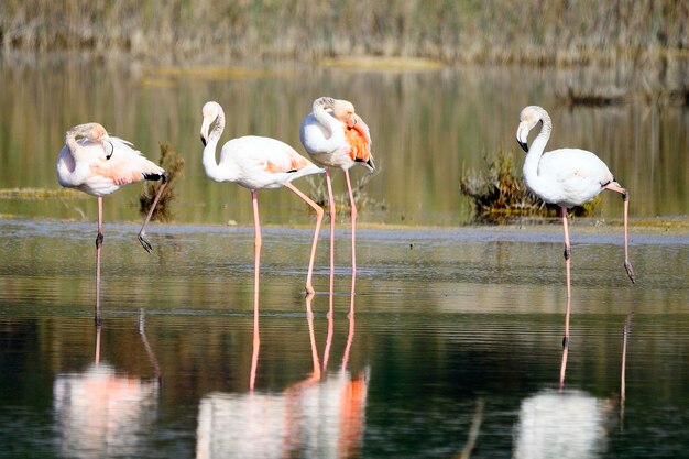 Phoenicopterus roseus - o flamingo comum é uma espécie de ave fenicopteriforme.