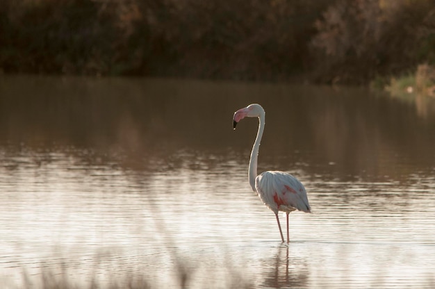 Phoenicopterus roseus - O flamingo comum é uma espécie de ave phoenicopteriforme