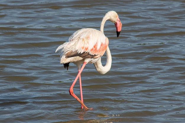 Phoenicopterus roseus pássaro em pântanos mediterrâneos