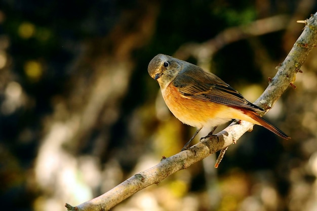 Phoenicurus phoenicurus: el colirrojo es una especie de ave paseriforme de la familia Muscicapidae.