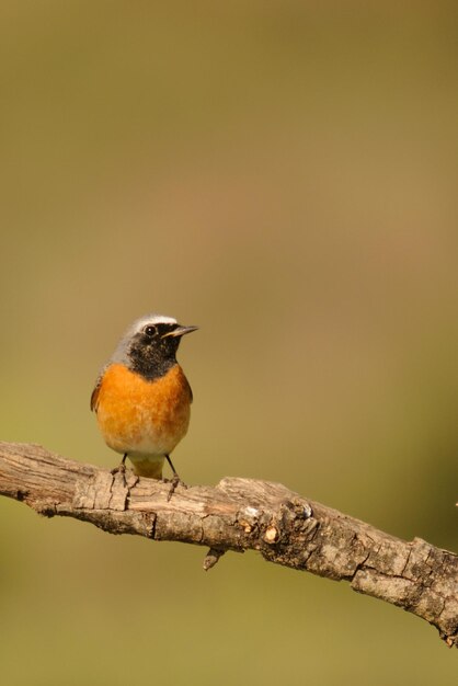 Phoenicurus phoenicurus - Der Gartenrotschwanz ist eine Singvogelart aus der Familie der Muscicapidae.