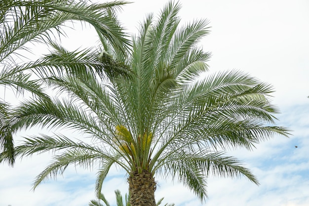 Phoenix-Palmekrone mit üppigen Blättern auf bewölktem bewölktem Wetter