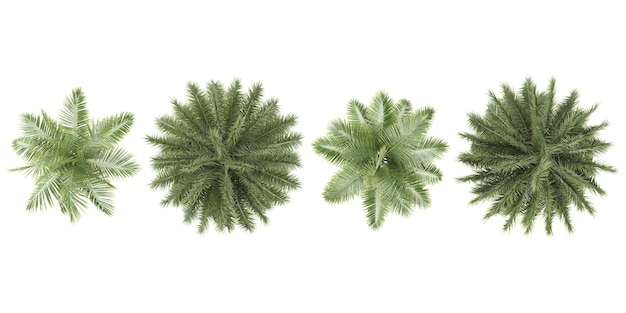 Phoenix sylvestris-PalmeKönigliche Palmenhütte Sammlung von Bäumen von oben auf transparenten Hintergrund isoliert