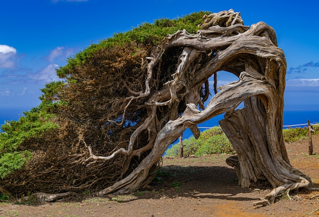 Phönizischer Wacholder (Juniperus phoenicea canariensis), mit Hintergrund des blauen Himmels und einiger Wolken, EL Sabinar, Frontera, EL Hierro, Kanarische Inseln, Spanien